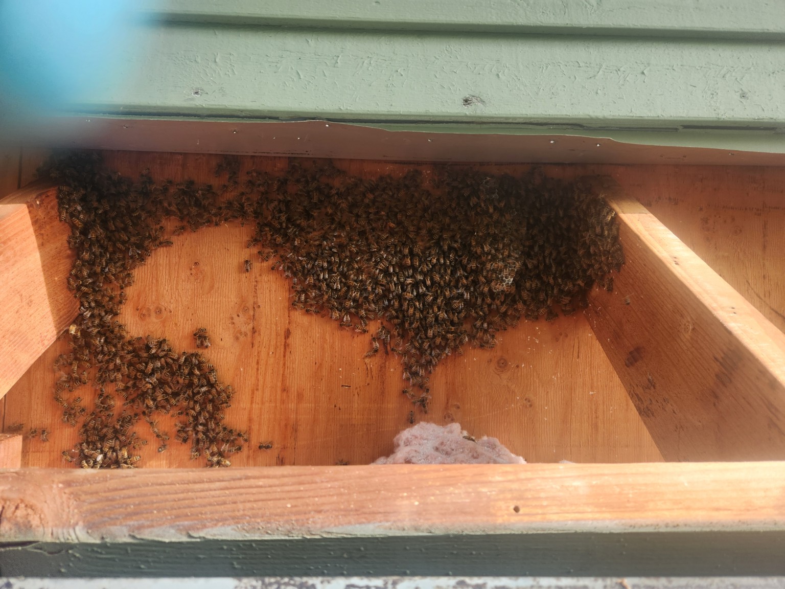 Honey bees inside a structure before removal