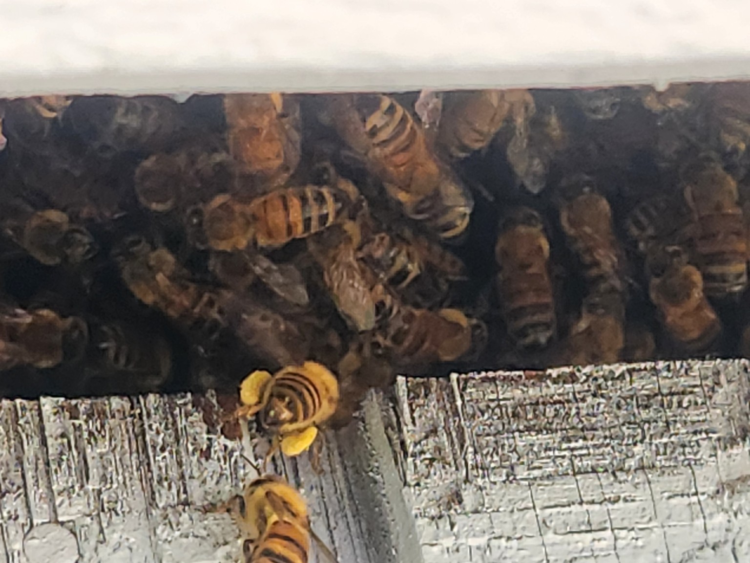 Honey bees entering a wall opening