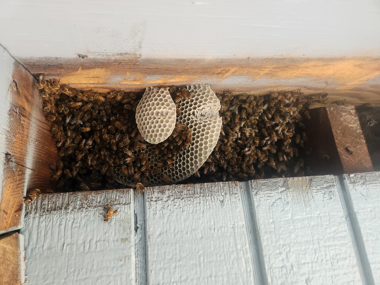 Exposed honeycomb inside wall cavity