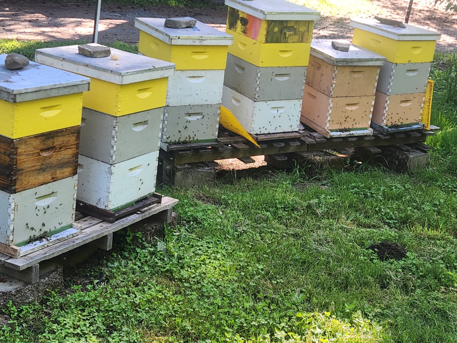 Local bee yard hives