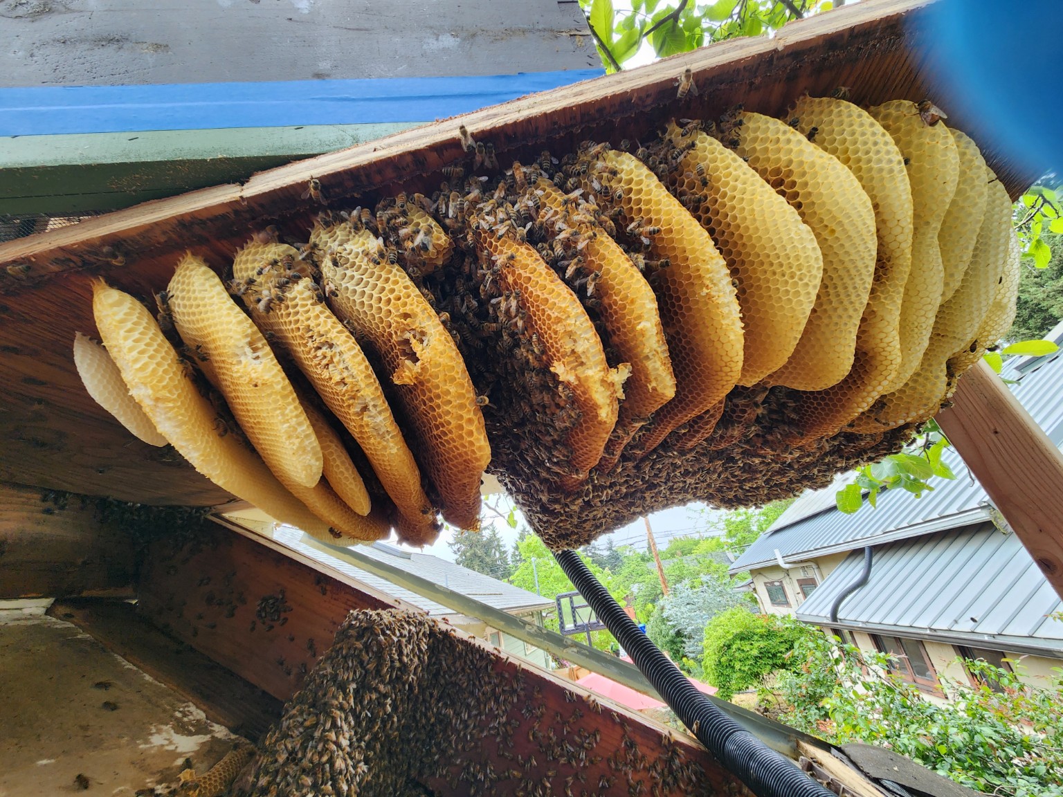 Large honeycomb removal from roof area