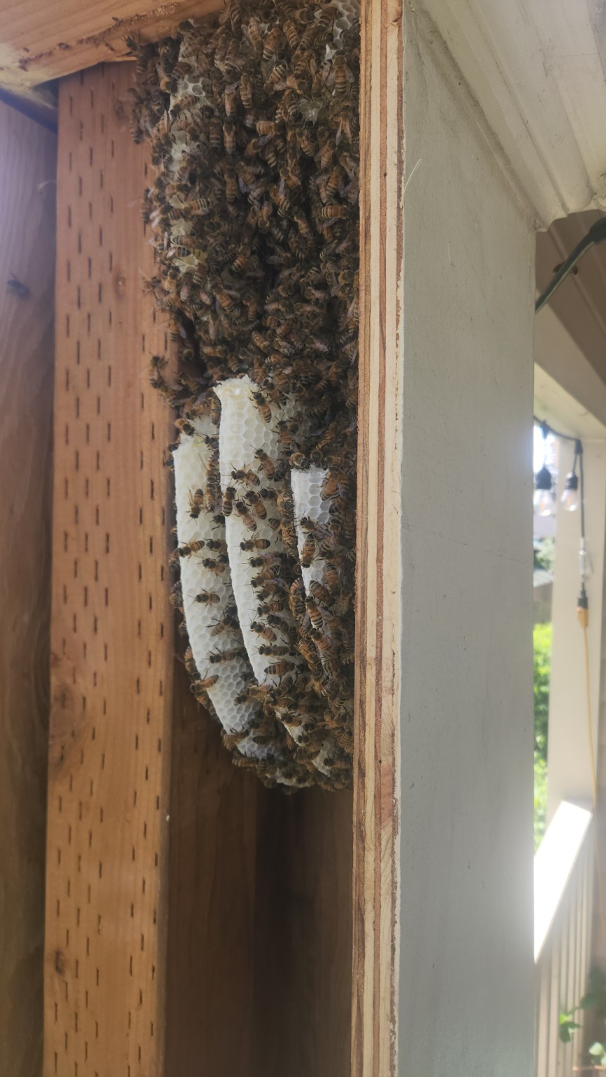 Honey bees and white comb in wall cavity