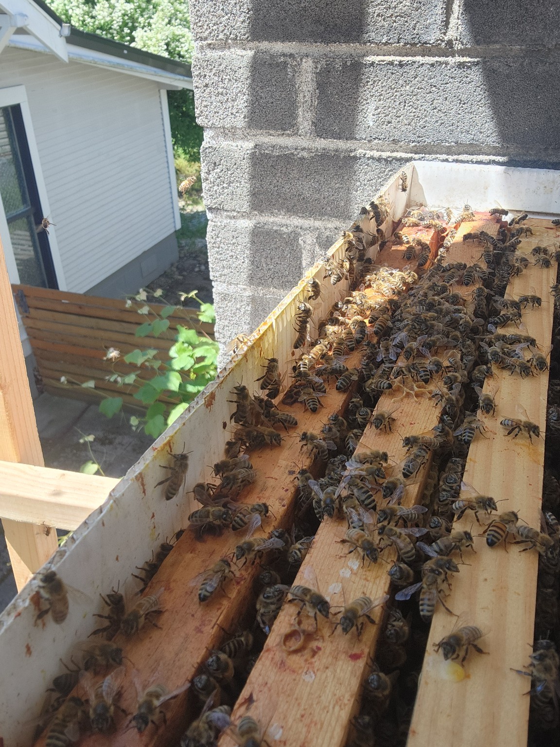 Bees on removal frames
