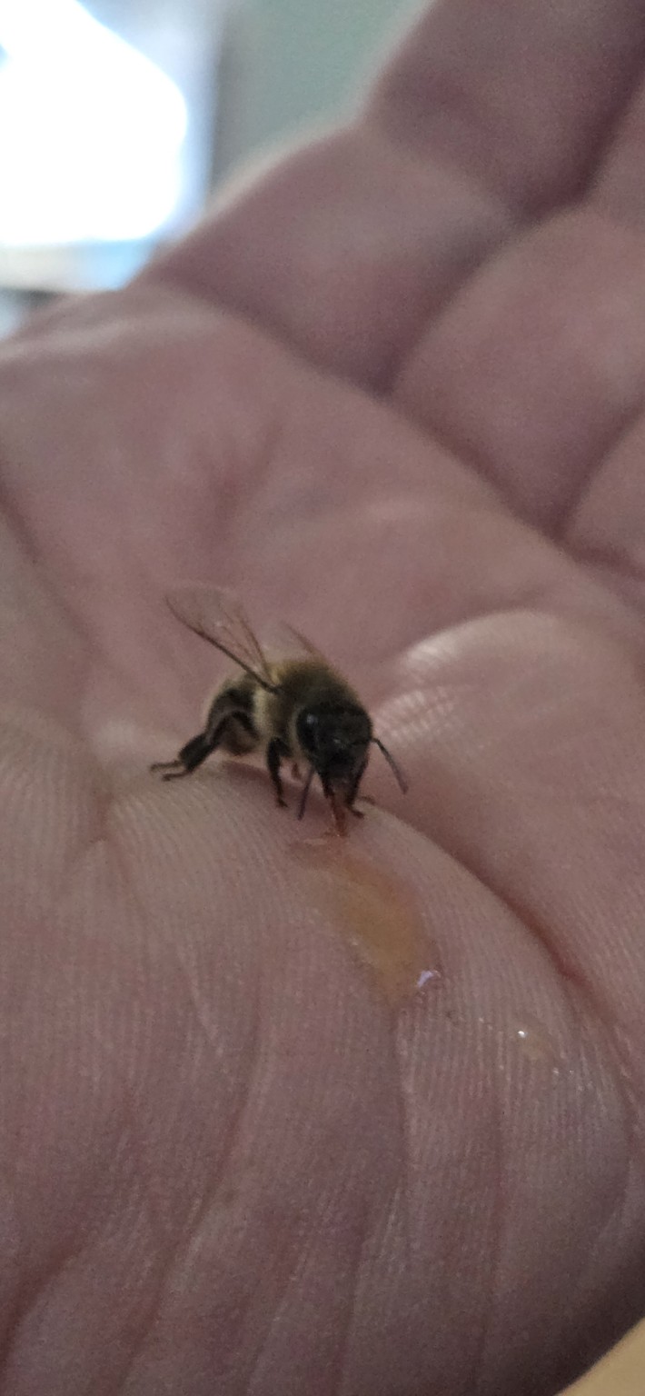 Close up photo of a honey bee